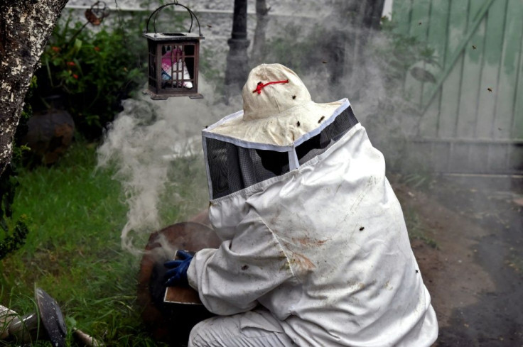 Veterinarian Adriana Veliz works to remove bees from the garden of a house near the Mexican capital