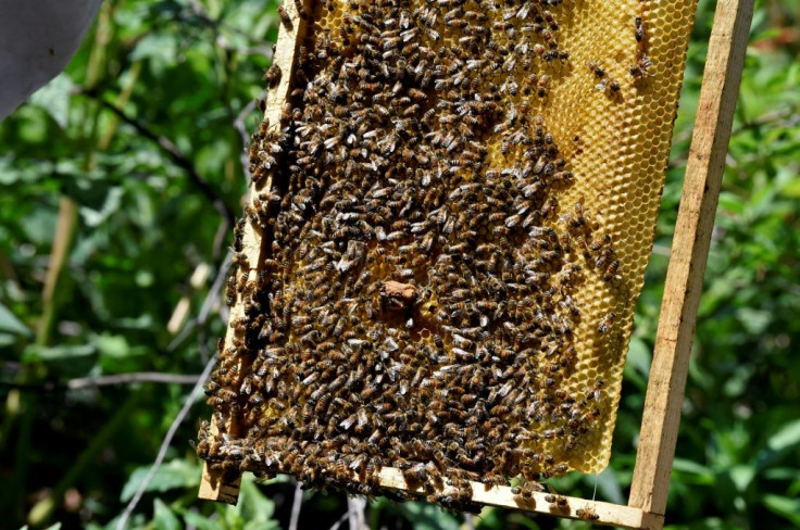 The organization carries out more than 200 bee rescues a year