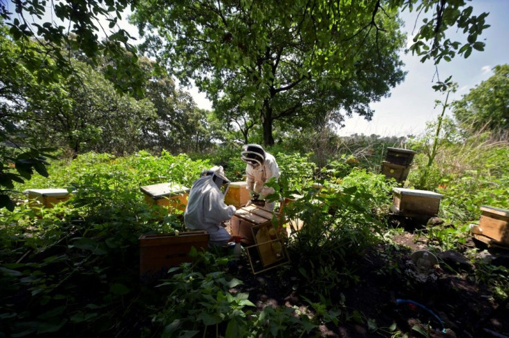The rescued bees are taken to mountains outside the urban sprawl of Mexico City