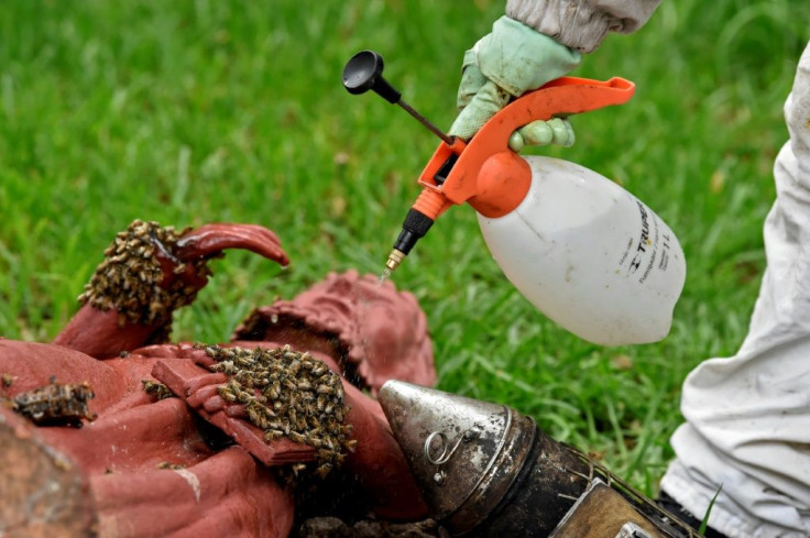 The team puffs smoke at the bees to neutralize the pheromones and sprinkles water on them to make it harder to fly