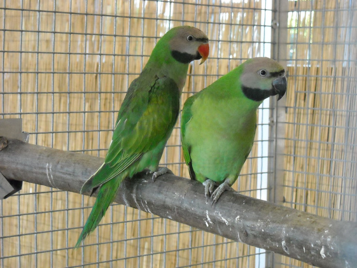 parakeets-956851_1920