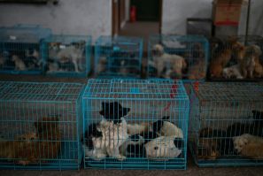 "I have to rescue them because if I don't, they will die for sure," says Zhi of the nearly 8,000 dogs he has taken in