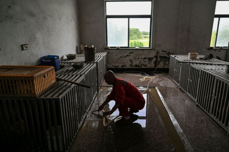 Driven by his faith, Zhi has been rescuing animals -- mostly dogs but also cats and other strays -- since 1994