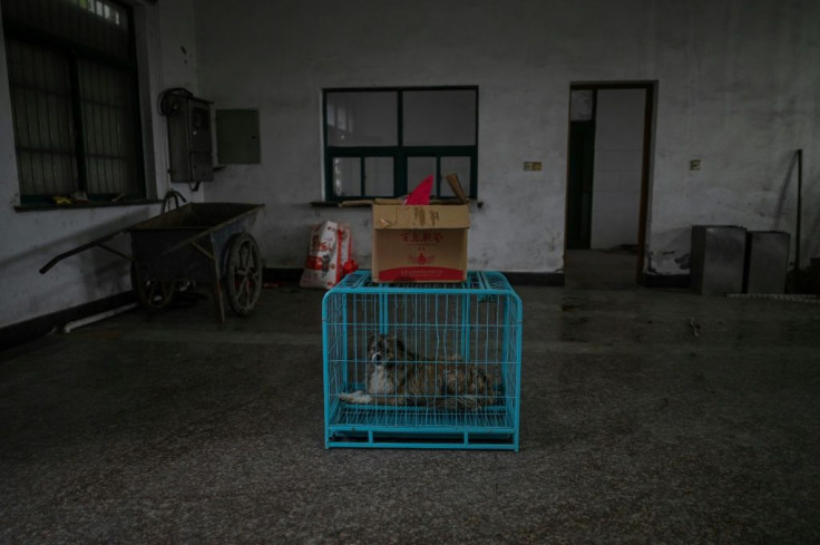 Zhi is not a trained vet but his love of animals, in the way he strokes, soothes and kisses them, is obvious
