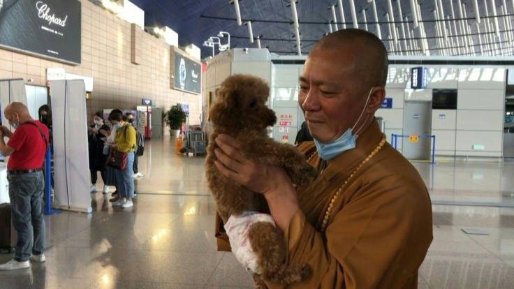 Chinese monk who saved 8,000 strays is dog's best friend