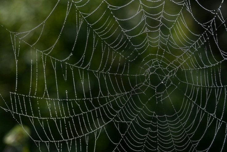 Some spiders release webs to create a makeshift parachute