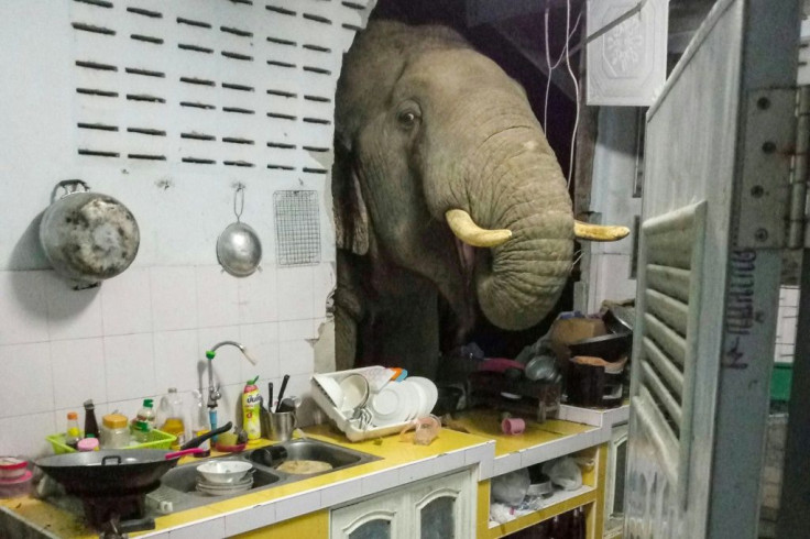 The elephant poked its head into a Thai kitchen, using its trunk to find food