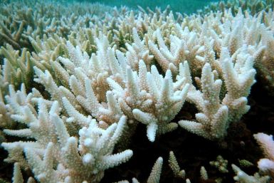 The Great Barrier Reef has now suffered three mass coral bleaching events in the past five years, losing half its corals since 1995