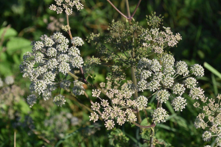 Poisonous Plant/Hemlock