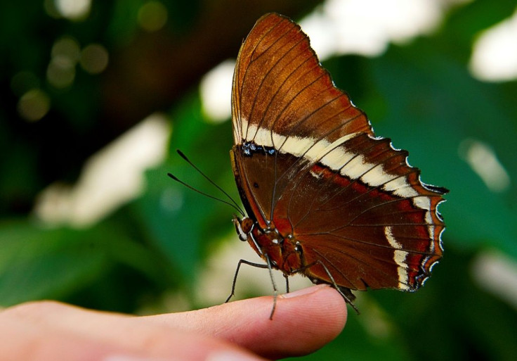 A Siproeta epaphus butterfly is seen at the Jose Celestino Mutis Botanical Garden in Bogota