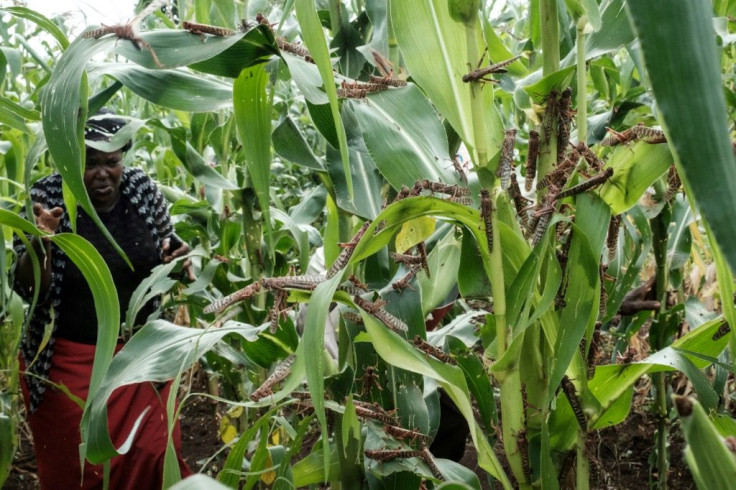 The protein content of rice, wheat, barley and potatoes is expected to fall, putting close to 150 million more people at risk of protein deficiency