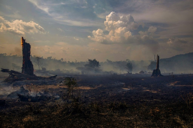 Deforestation, drought and fires in the Amazon could transform part of the rainforest into a grassland