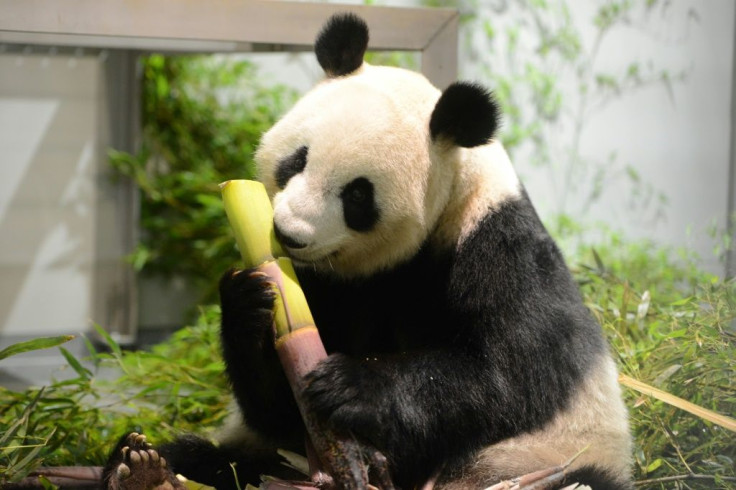 Shin Shin is already mother to another cub, which was a huge draw for the Tokyo zoo