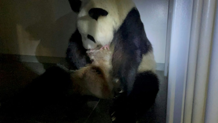 Shin Shin, a panda at Tokyo's Ueno zoo, holds one of her newborn twins