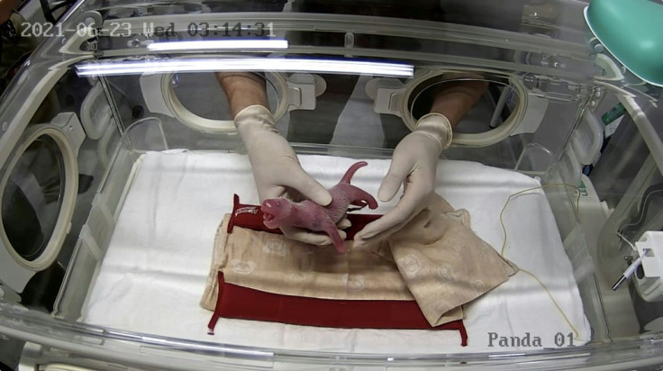 Zookeepers at Ueno will swap the babies so that the mother breastfeeds one while the other is kept in an incubator