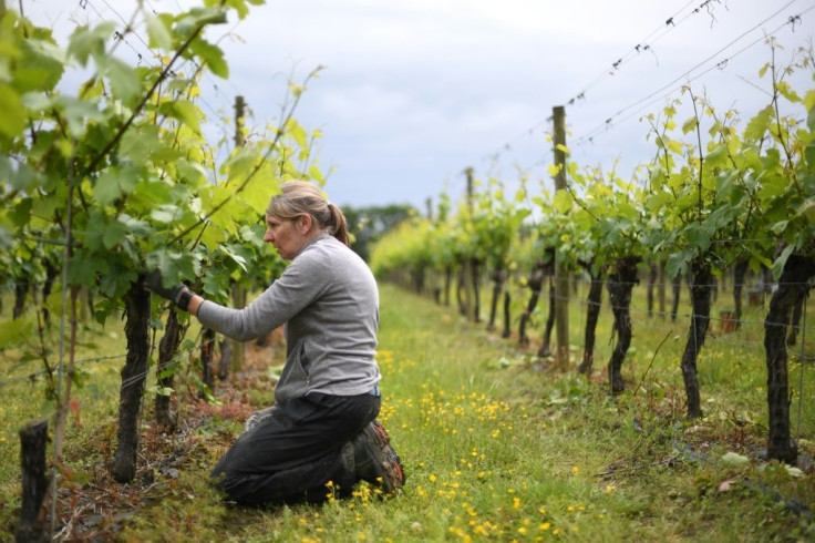 Brexit has led to a shortage of seasonal workers.