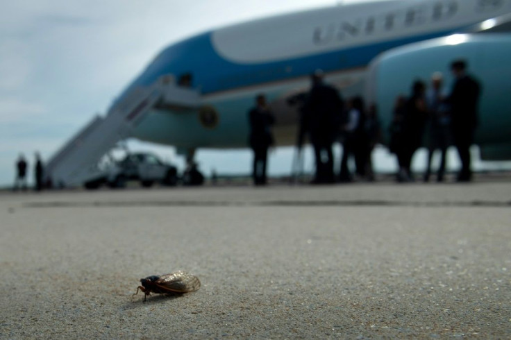 A cicada is seen on the tarmac near Air Force One at Joint Base Andrews in Maryland on June 9, 2021 as President Joe Biden prepared to leave for Europe