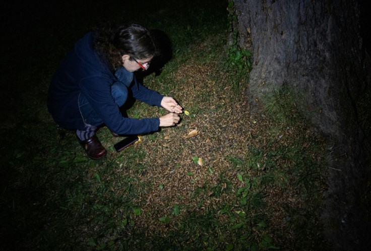 Entomologist Zoe Getman-Pickering examines cicadas at the foot of a tree on May 20, 2021 in Chevy Chase, Maryland