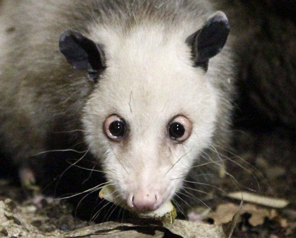 Famous cross-eyed opossum Heidi inspects its new enclosure at the tropical hall of the Zoo in Leipzig