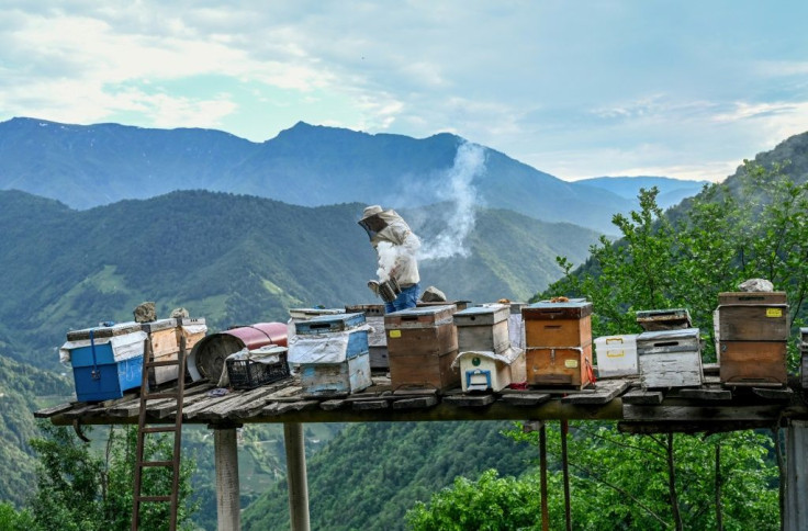 Chestnut honey is harvested from bees that forage in the threatened ecosystem that underpins the livelihoods of villagers