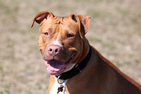 red-nosed-pit-bull-3406870_1920