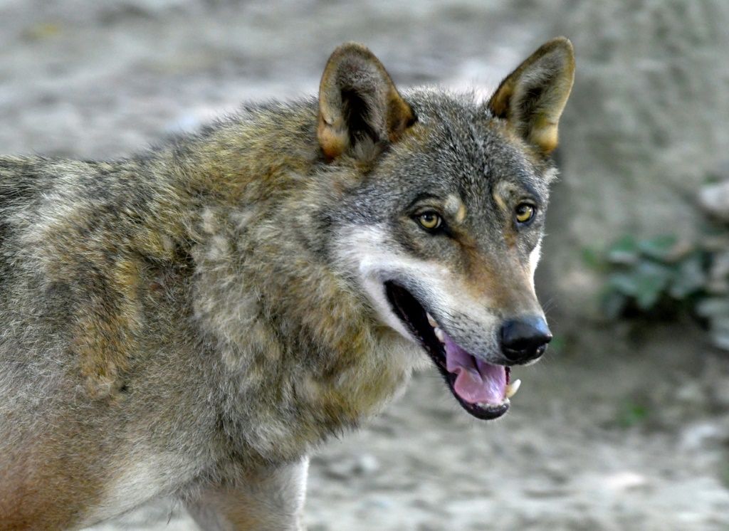 'It's A Plague': Croatian Farmers Incensed By Wolf Attacks