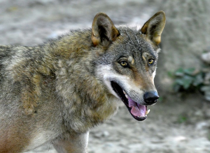 A Croatian wolf culling quota was established in 2005, but ministers then reintroduced a complete ban in 2013 to protect dwindling numbers
