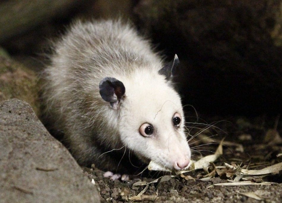 Famous cross-eyed opossum Heidi inspects its new enclosure at the tropical hall of the Zoo in Leipzig