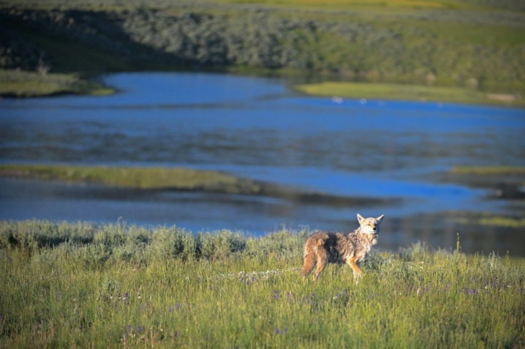 The move was hailed by campaign groups who have for years highlighted the company's use of fur from coyotes who suffered in leg-hold traps