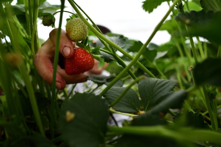 Hugh Lowe Farms in Kent has been the sole source of the famed fruit so closely associated with Wimbledon