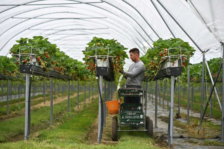 Romanian seasonal worker Constantin Anghel picks strawberries at Hugh Lowe Farms, near Maidstone, Kent