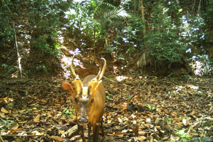 The giant barking deer was captured on a hidden camera in Cambodia's Virachey National Park