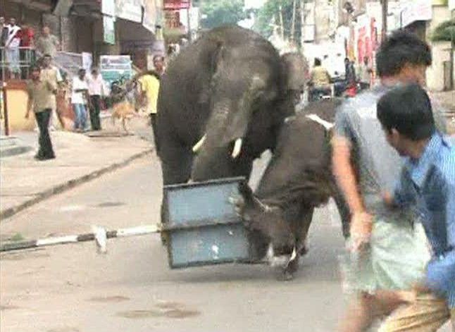 Images of a wild elephant in the Indian city
