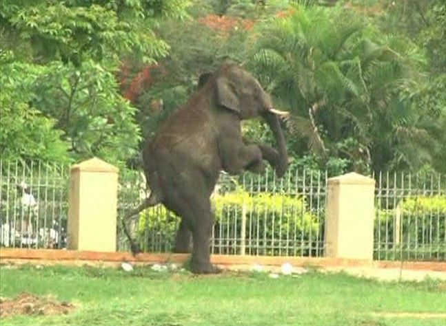 Images of a wild elephant in the Indian city