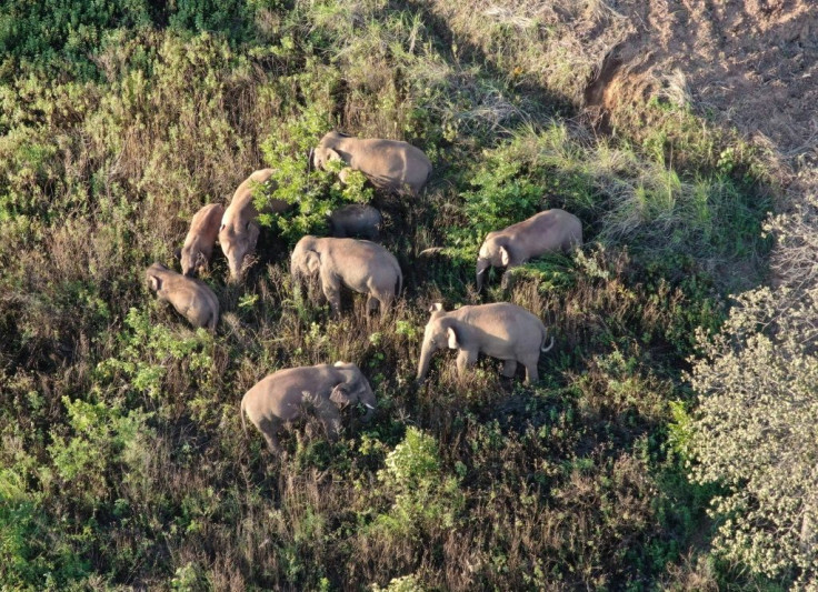 A herd of elephants have journeyed around 500 kilometresÂ (310 miles) from their home in one of the longest animal migrations of its kind recorded in China