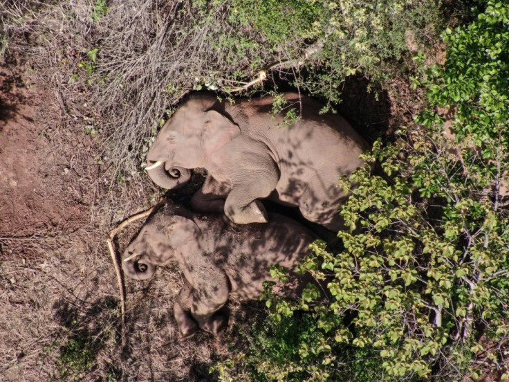 Scientists are unclear whether a changing landscape was the prompt for the herd's migration, which has made them famous online