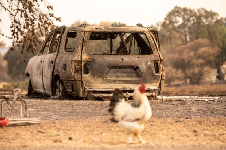 A petty dispute that turned deadly in Iraq involved a rooster in heat that trespassed onto a neighbour's land in search of hens