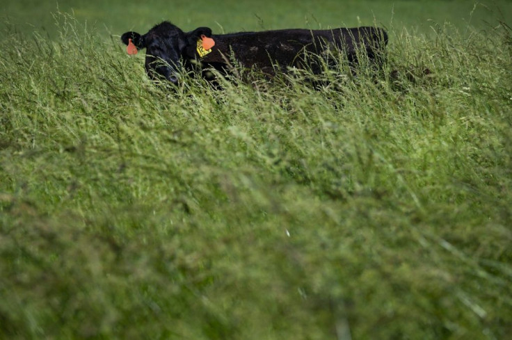 The United States and Canada are close allies but have a number of trade disputes, including over their dairy industries