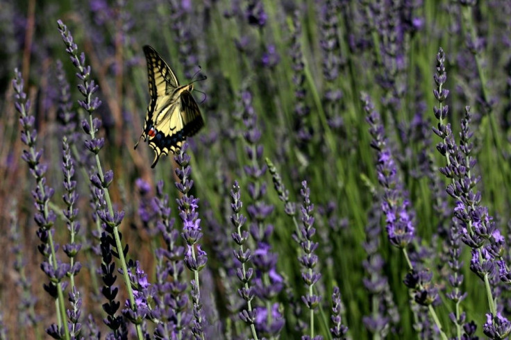 A butterfly flies over lavender plants at a botanical park near the Cypriot beach resort of Ayia Napa