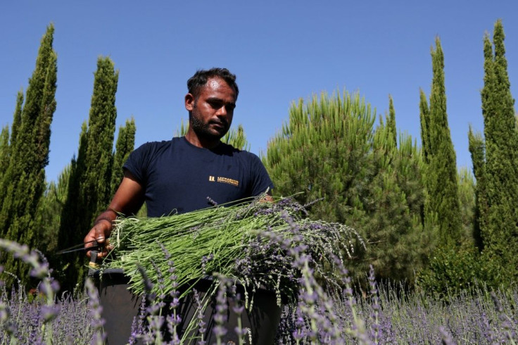 A European project aims to promote tourism in six southern member states with the lure of their aromatic and medicinal plants