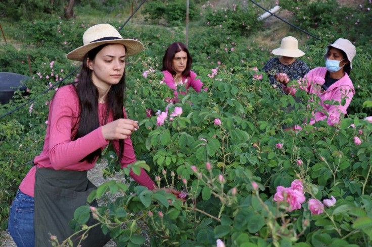 Elena Tsolakis (L) and helpers harvest the Damask roses for oil extraction in the small mountain village of Agros in the  Troodos mountain range of Cyprus