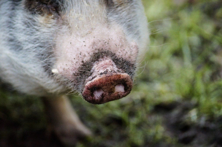 Pig/Hog