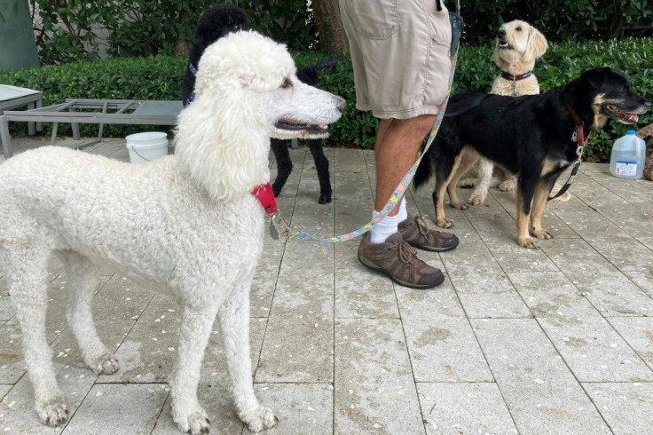 Dogs brought by volunteer Jay Harris to support those around the search-and-rescue operation after a building collapse in Surfside, Florida are seen June 28, 2021