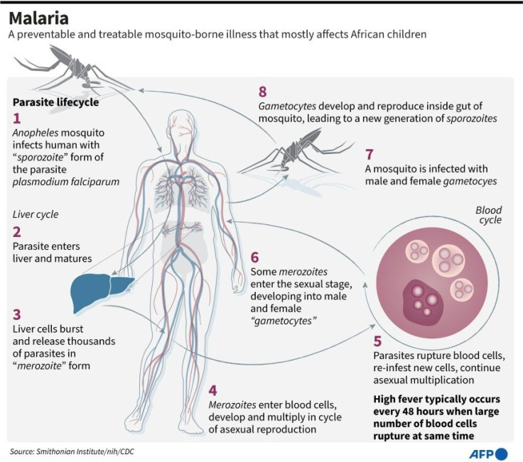 Factfile on the life-cycle of the parasite that causes malaria