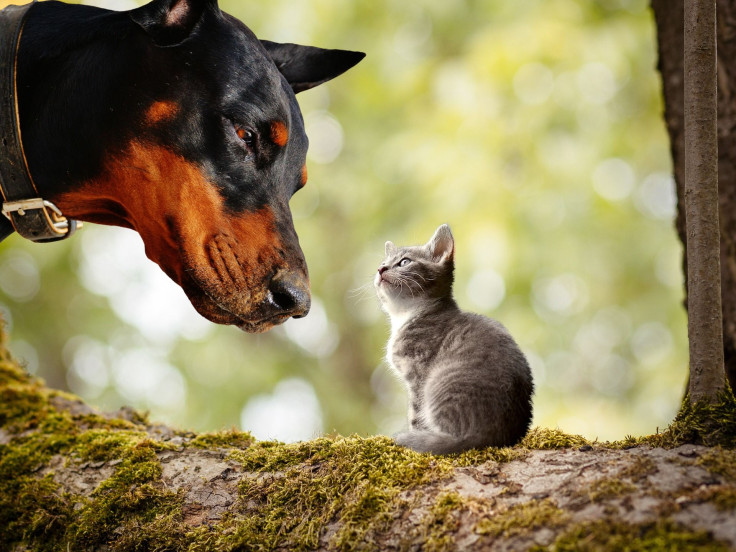 dog-5952028_1920