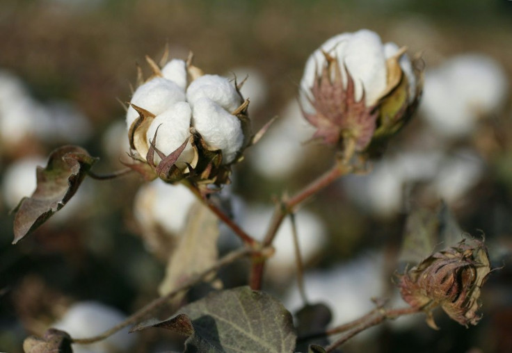 French magistrates accused Inditex, the Spanish owner of Zara and other top brands, Uniqlo, the French fashion group SMCP, and the footwear manufacturer Skechers of using cotton produced in the Xinjiang region