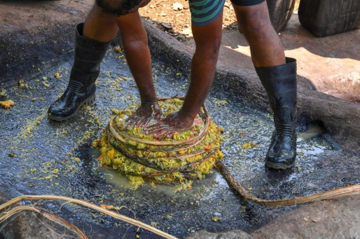 At Cazulo the cashew apple -- its nut removed -- is dumped into a stone basin carved into the ground