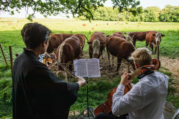 The cows were first introduced to the classical repertoire through loudspeakers installed in their barn in the winter