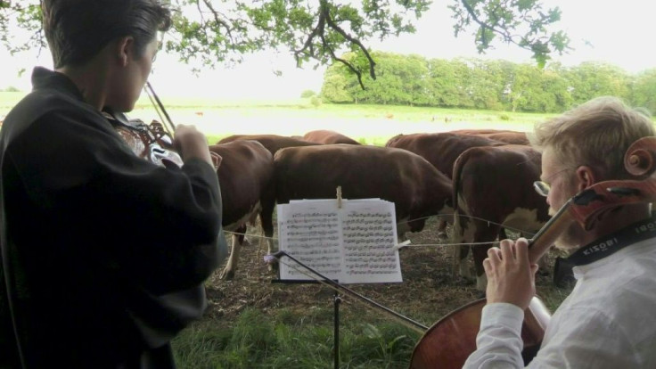 In Stevns, in the countryside south of Copenhagen, Jacob Shaw, a cellist and the head of a music school, comes to play to a herd of cattle