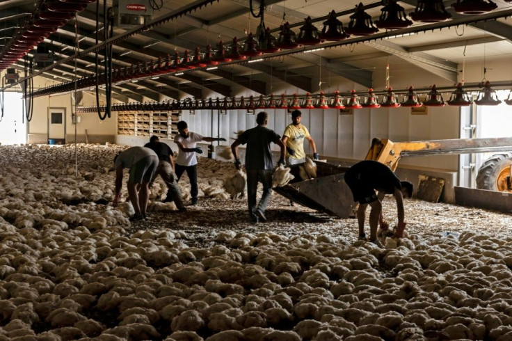 Farmers dispose of around 80,000 chickens that died from heat and smoke inhalation near Ora village on the southern slopes of Cyprus' Troodos mountains